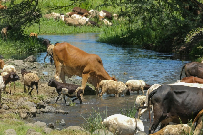 a herd of cattle drinking water